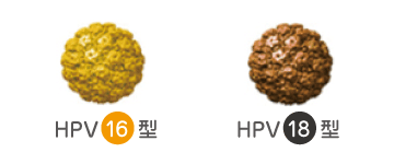 HPV16型・HPV18型