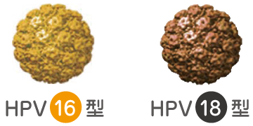HPV16型・HPV18型