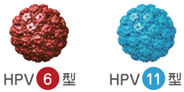 HPV6型・HPV11型